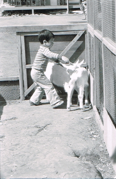 山羊の飼育係