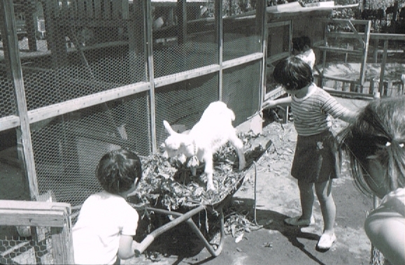 皆で山羊の飼育