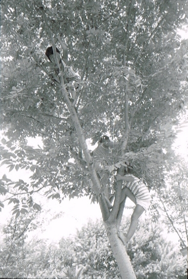 木登りをする子ども